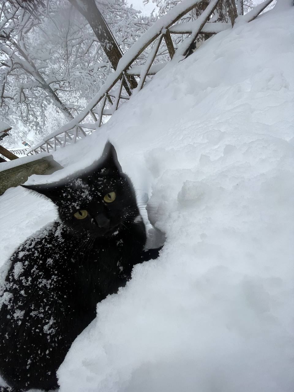 La nostra gattina